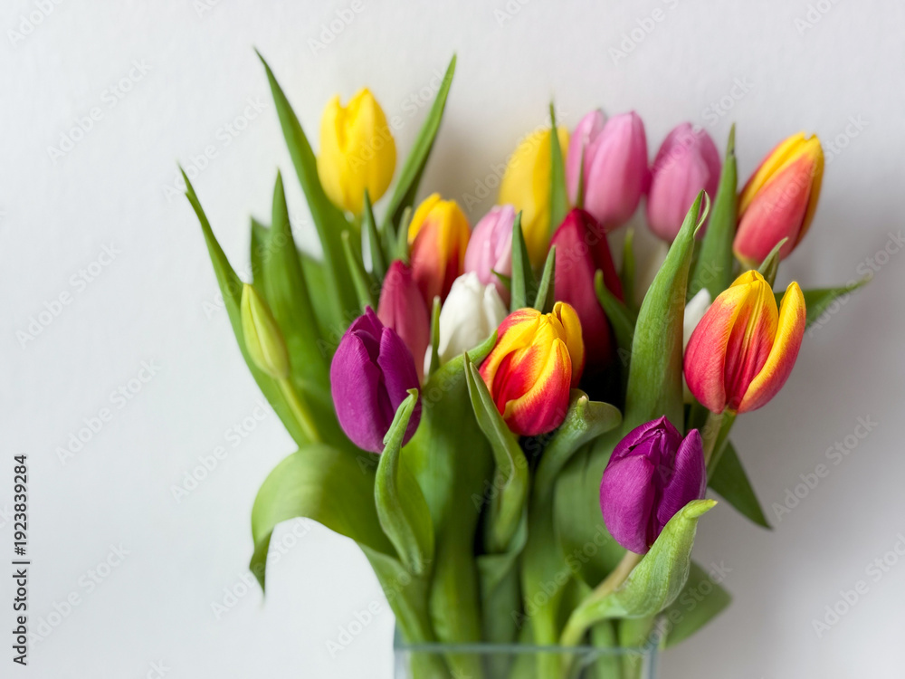 Obraz premium Beautiful bouquet of vibrant multicolored tulips spring flowers on white background close up, floral wallpaper background with spring tulips