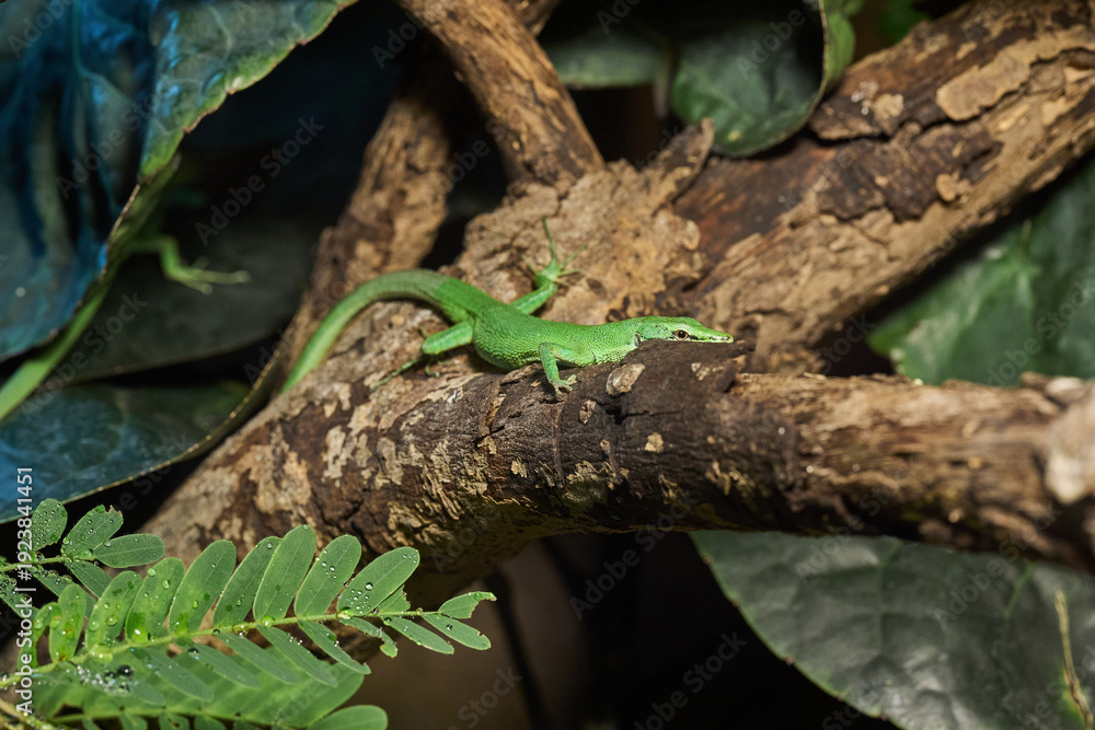 Obraz premium Emerald Grass Lizard (Takydromus Smaragdinus) Perched on a Branch in Tropical Habitat