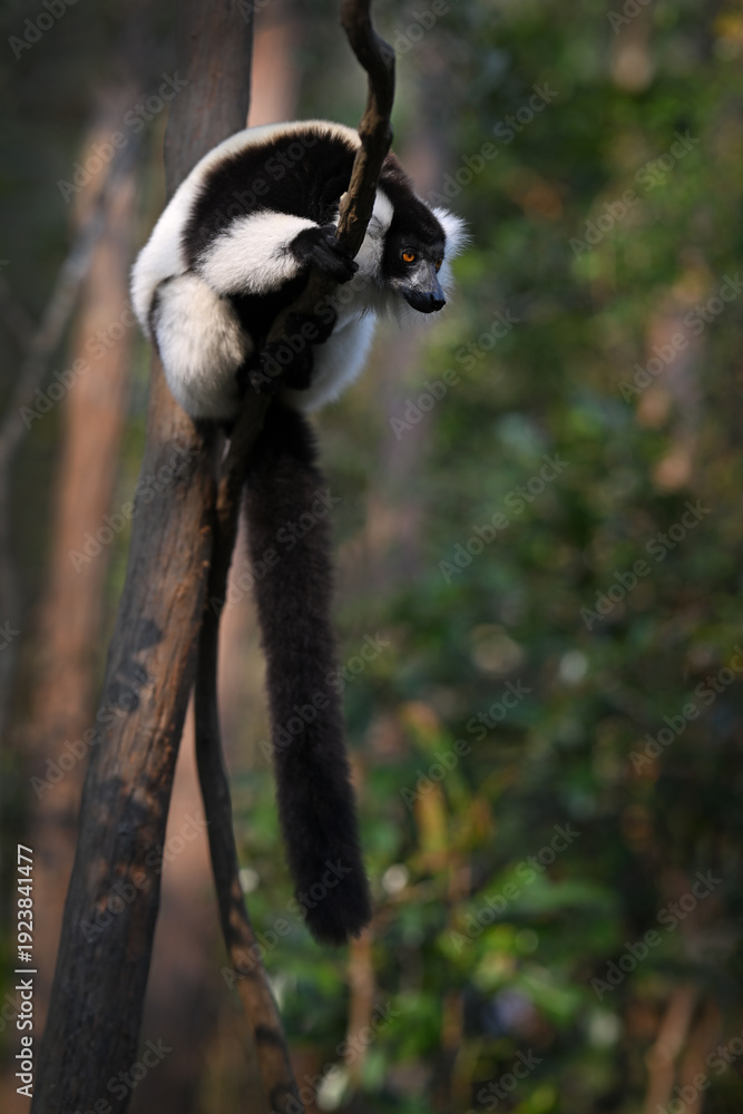 Obraz premium Black-and-white Ruffed Lemur Hanging on Liana in Madagascar Rainforest