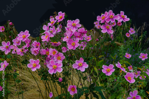 Bright pink flowers bloom in a garden