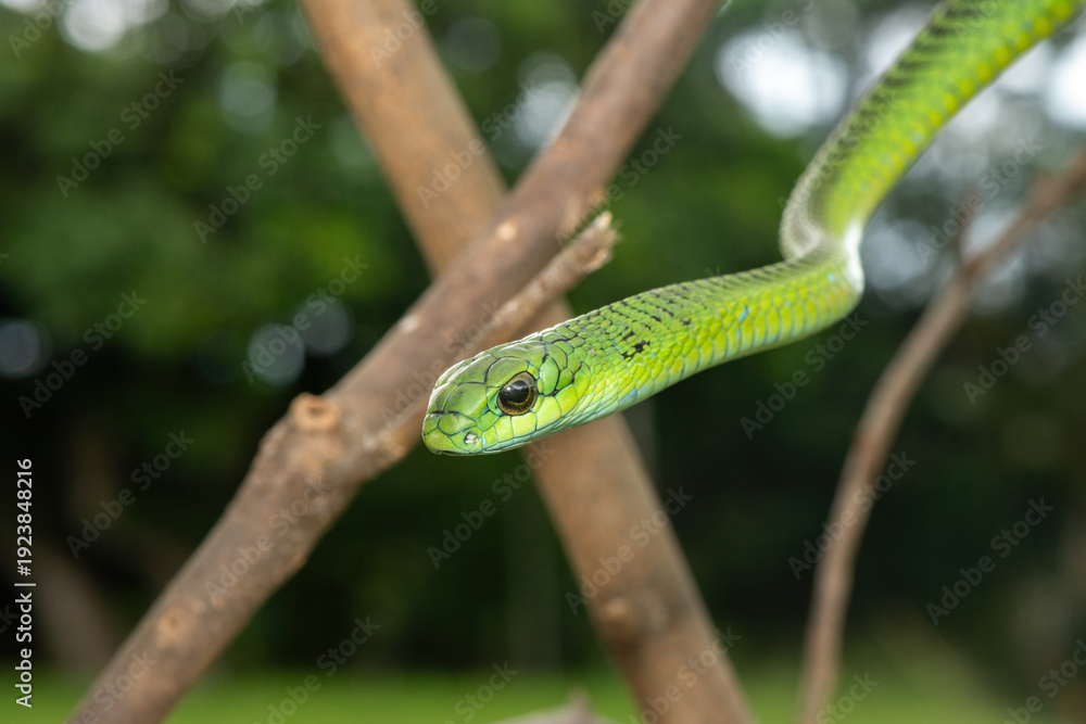 Fototapeta premium Close-up of a defensive male boomslang (Dispholidus typus), also known as a tree snake or African tree snake. Africa’s shy but deadly venomous snake