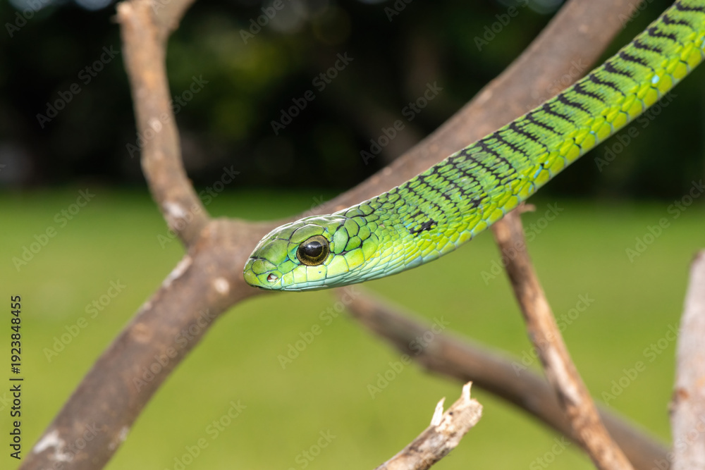 Fototapeta premium Close-up of a defensive male boomslang (Dispholidus typus), also known as a tree snake or African tree snake. Africa’s shy but deadly venomous snake