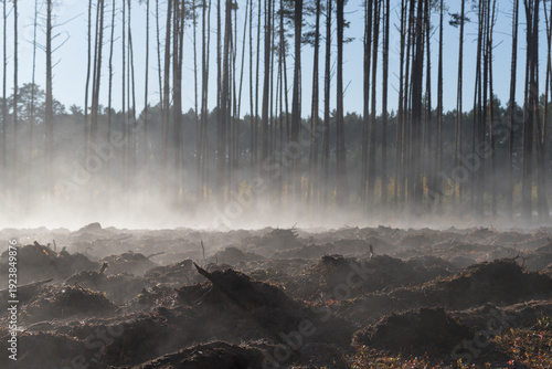 AUTUMN FOREST - Felled area steams in the morning sun