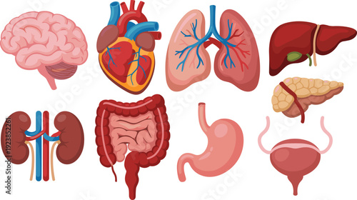 Human Internal Organs Anatomy Illustration Featuring Brain, Heart, Lungs, Liver, Kidneys and Digestive System Medical Diagram Isolated on White Background