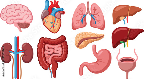 Human Internal Organs Illustration Set Featuring Brain, Heart, Lungs, Liver, Kidneys and Digestive System Anatomy Isolated on White Background