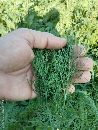 Foto Anethum graveolens leaves pattern.garden dill leaves pattern