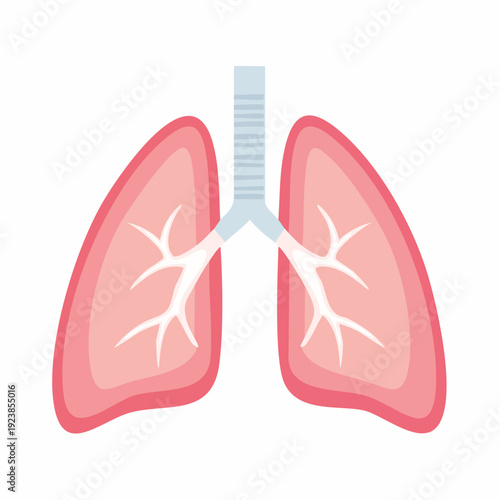 Illustration of the human respiratory system with healthy lungs in a flat design style