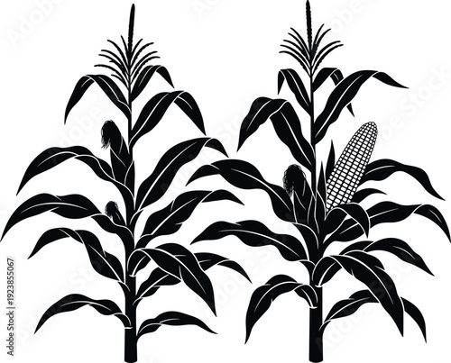 Corn plant silhouettes with maize cobs and leaves, agricultural crop growth concept, farming harvest illustration vector isolated on white background