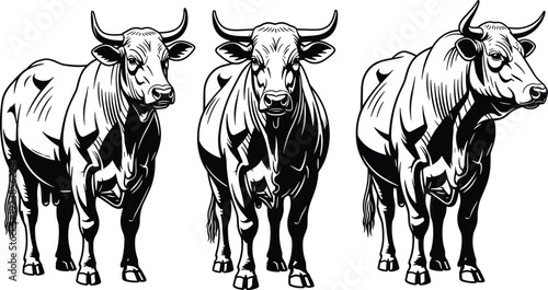 Silhouette bulls standing strong with detailed horns, muscular animal illustration artwork wildlife strength - flavector