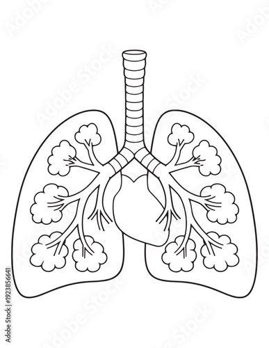 Simple human lungs anatomy diagram black and white outline for education