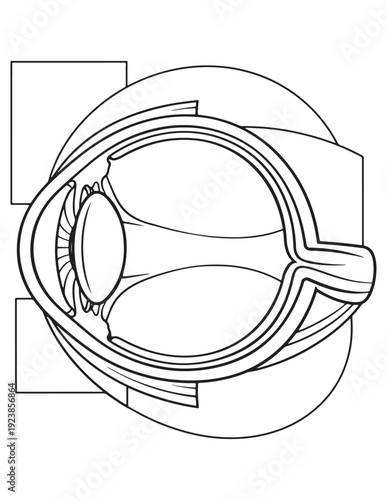 Simple human eye anatomy cross-section diagram for educational coloring