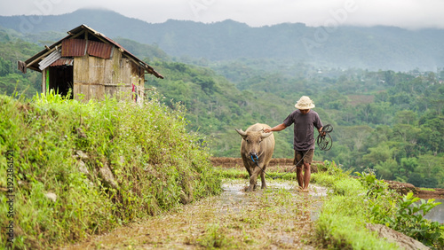 rural scene in indonesia with farmer working rice field with domestic water buffalo animal in rice field on flores island, real people