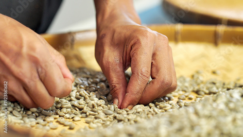Принти на полотні hands sorting green arabica coffee beans on a woven tray in indonesia
