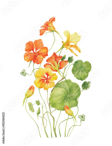 Schilderij op canvas Watercolor Nasturtium flower