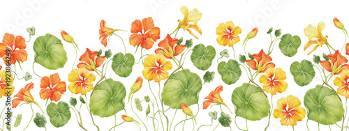 Watercolor nasturtium flowers. Hand-painted floral postcard with wildflowers on a white background. Festive spring illustration for design, printing, or backgrounds