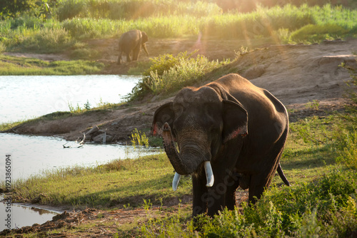 This image captures an elephant's natural behavior in a spacious habitat at the Surin Elephant Study Center, highlighting the freedom and well-being of Thailand's majestic giants.