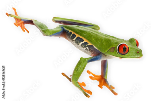 Vibrant green red-eyed tree frog leaping isolated on transparent background