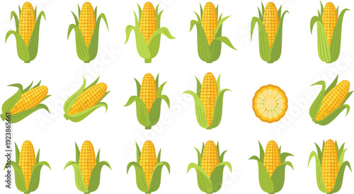 Corn Cob Fresh Maize Vegetable Collection with Different Angles and Slice Organic Farm Food Flat Vector Illustration Set Police Stop