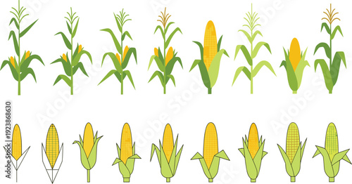 Corn Plant Growth Stages and Maize Cob Collection with Green Leaves Farm Agriculture Crop Flat Vector Illustration Set Isolated Police Stop