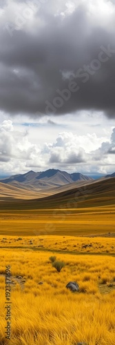 Vast yellow grass plains under dramatic cloudy skies on Tibet Plateau,  panorama,  yellow grass