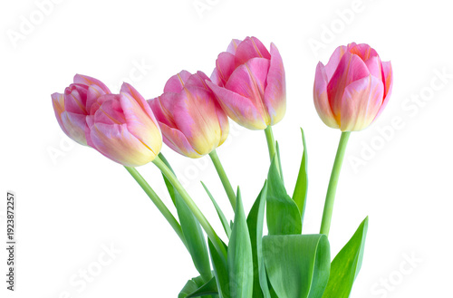 Pink tulip on white background.