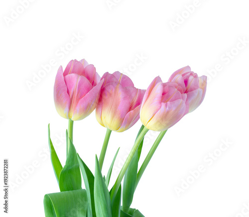 Wallpaper Mural Pink tulip on white background. Torontodigital.ca