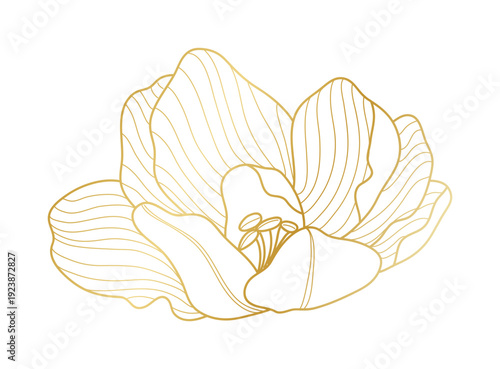 Poppy flower gold line art vector.
