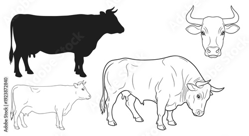 Cow and Bull Silhouettes and Line Drawings Set