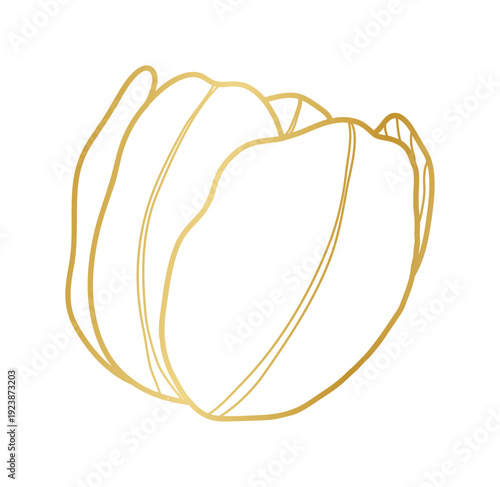 Tulip bud gold line art vector.
