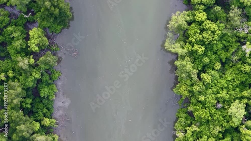 Aerial view of green mangrove river channel