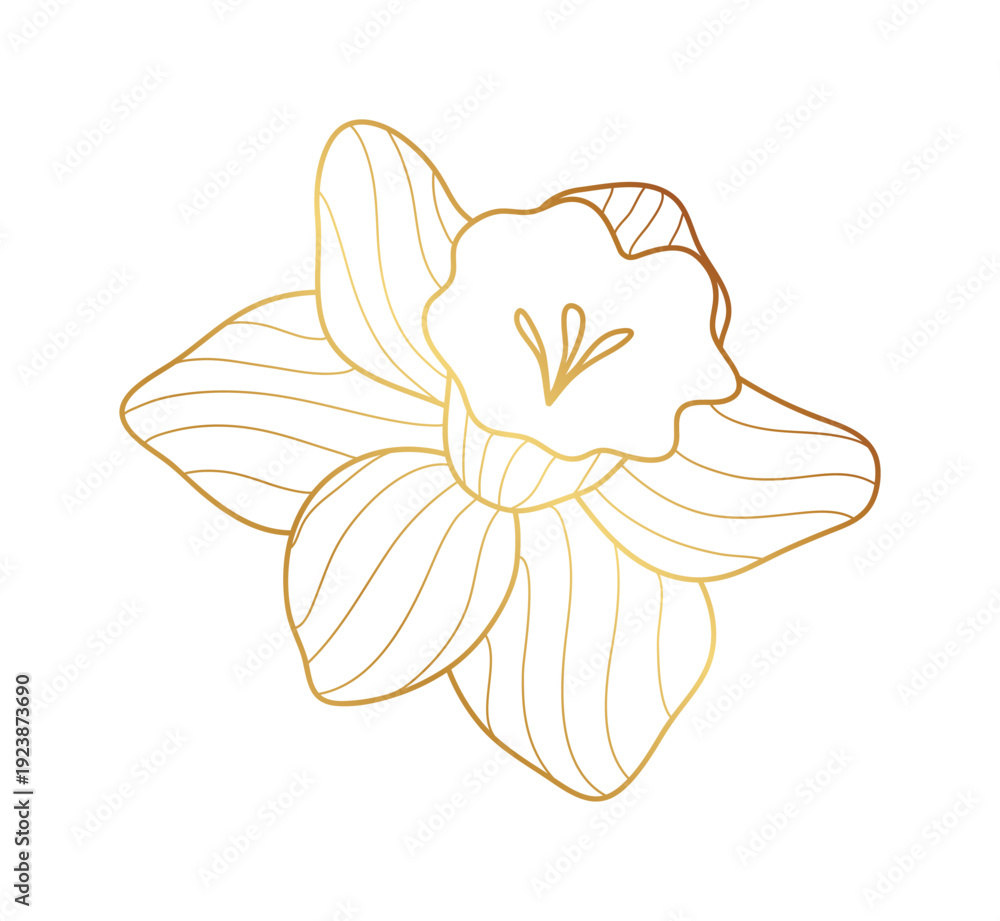 Obraz premium Narcissus flower gold line art vector.