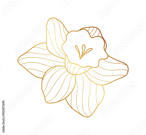 Narcissus flower gold line art vector.
