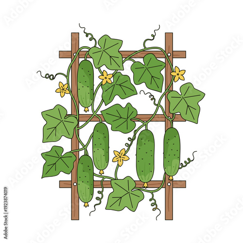 Ripe green cucumbers hanging from garden trellis with leaves and flowers. Concept of organic farming healthy harvest and sustainable agriculture