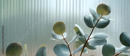 Close up of eucalyptus leaves against a textured frosted glass background