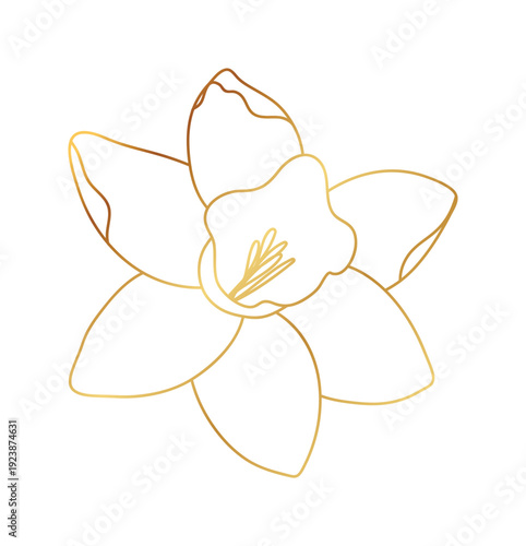 Narcissus flower gold line art vector.