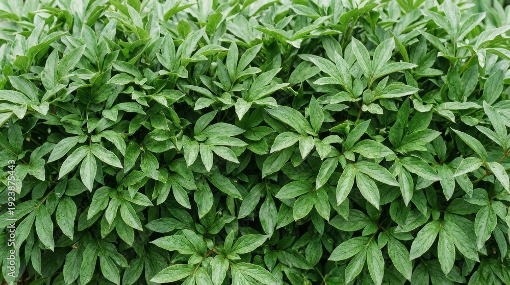 Fototapeta premium Vibrant Green Plant Leaves Texture