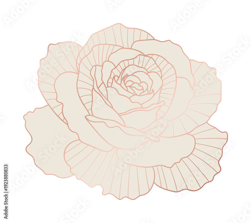 Rose flower gold line art vector.