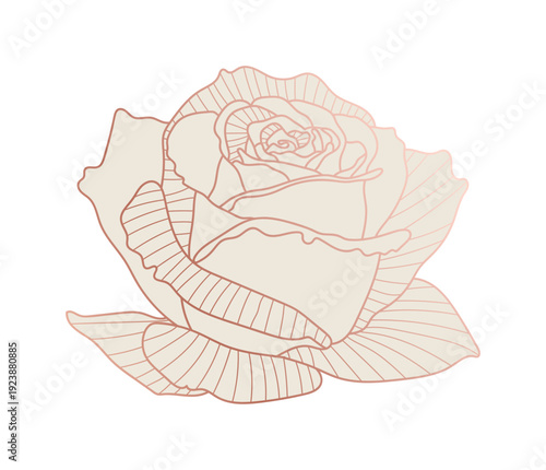 Rose flower gold line art vector.