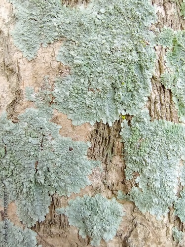 Close-up of Green Lichen Growth on Tree Bark Texture