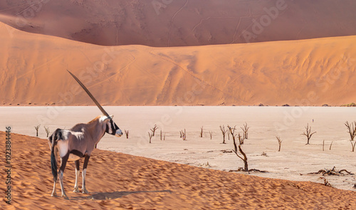 Tableau sur toile Oryx gazella (Gemsbok) in standing in savannah in the morning sun light at Centr