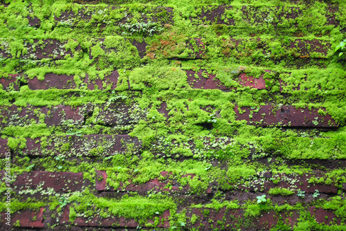 Εκτύπωση καμβά Front view of mossy red brick wall  background texture