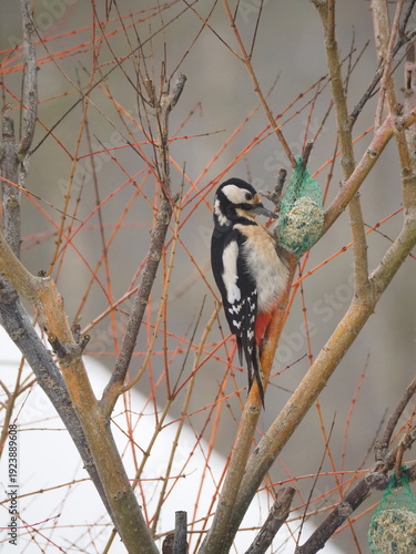 Dzięcioł na krzaku jedzący zawieszony pokarm dla ptaków.