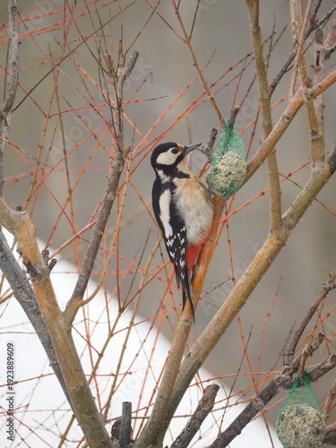 Dzięcioł na krzaku jedzący zawieszony pokarm dla ptaków.
