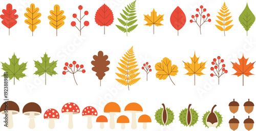 Autumn leaves mushrooms acorns and chestnuts collection, colorful fall forest nature elements vector illustration set