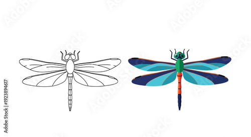A dragonfly illustration displayed in outline and colorful detailed style for nature design projects