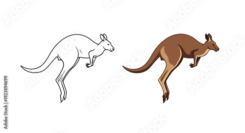 A jumping kangaroo illustration shown in outline and realistic colored style for wildlife concept design