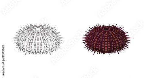 Vector illustration comparison showing the detailed outline drawing next to the fully colored spiny sea urchin shell
