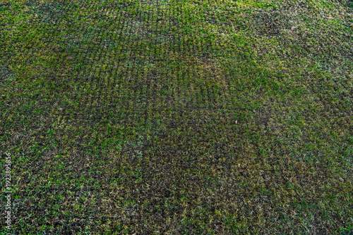 Fotografía Close up of aerated lawn after spring scarifying