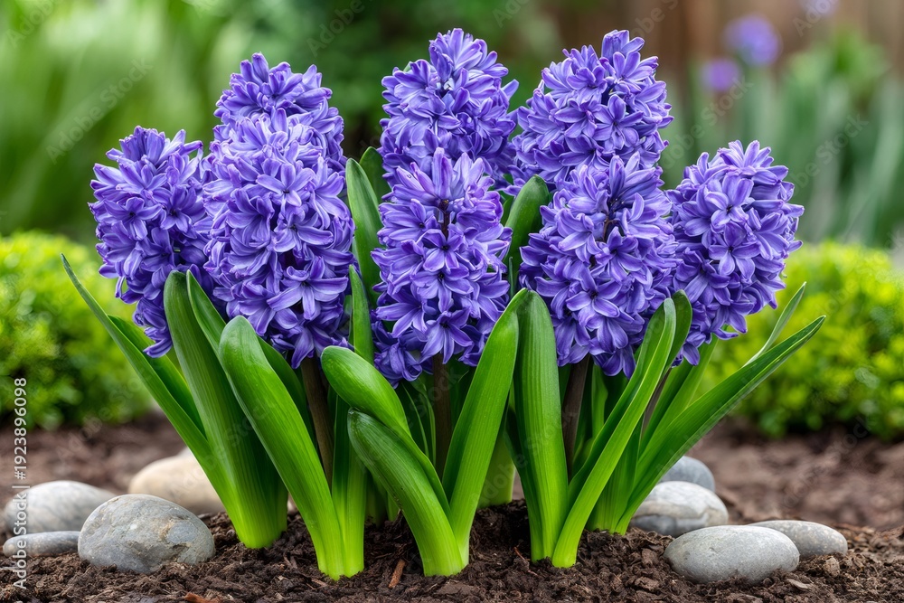Obraz premium Purple hyacinth flowers blooming in a spring garden