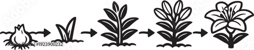 Plant growth stages silhouette bulb to blooming flower illustration
